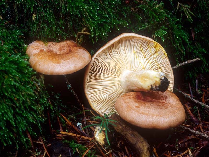 Lactarius_xanthogalactus(mgw-08).jpg