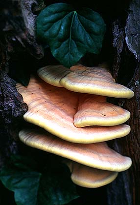 Laetiporus_sulphureus(fs).jpg