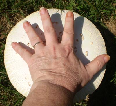 large-amanita-mushroom.jpg