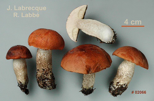 Leccinum piceinum   Bolet des épinettes.jpg