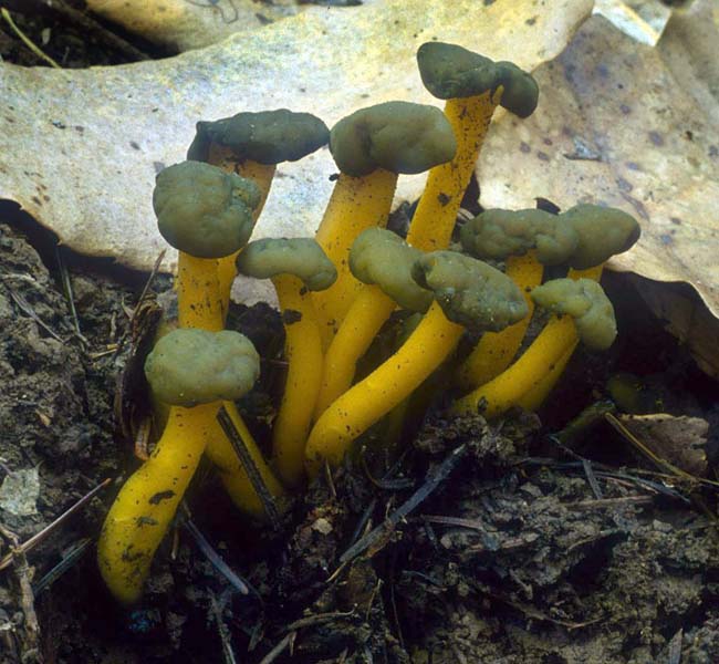 Leotia_viscosa(nw-01).jpg