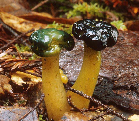 Leotia_viscosa(tfl-c212-15).jpg