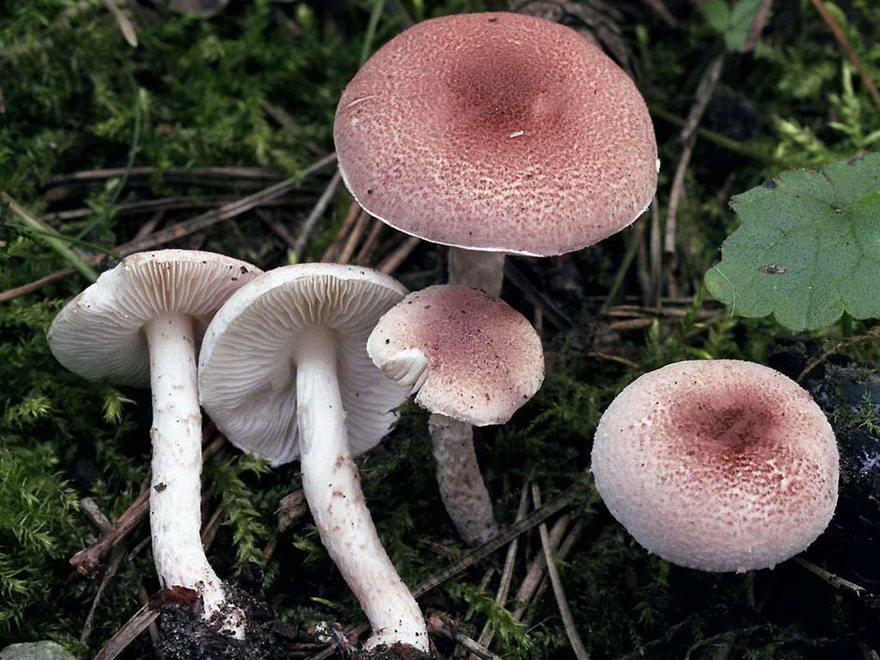 lepiota_subincarnata_(yd)_1.jpg