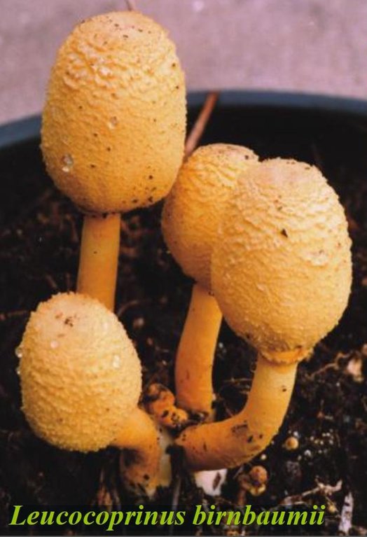 Leucocoprinus birnbaumii-crop.JPG