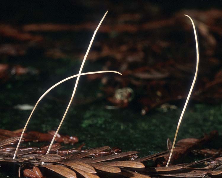 Macrotyphula_juncea(mgw-01).jpg