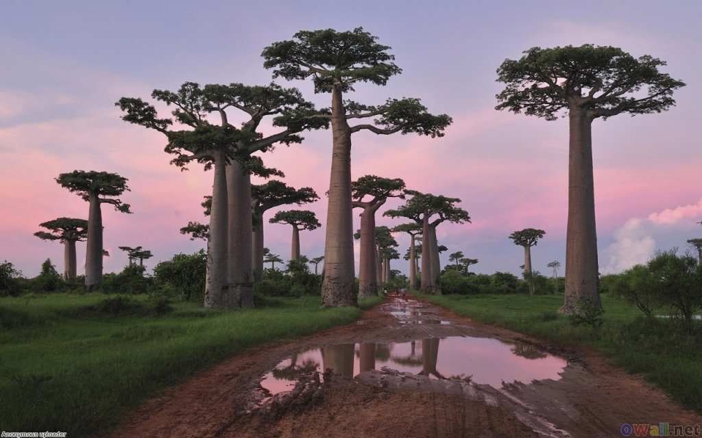 Madagascar_baobabsTree.jpg