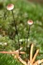 Marasmius androsaceus.jpg