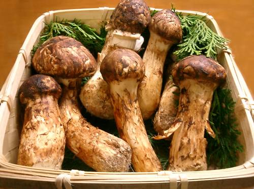 Matsutake-o-Cogumelo-Mais-Caro-Do-Mundo.jpg