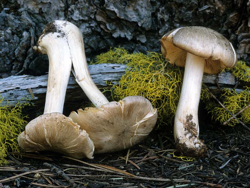 Megacollybia_platyphylla(mgw-01).jpg