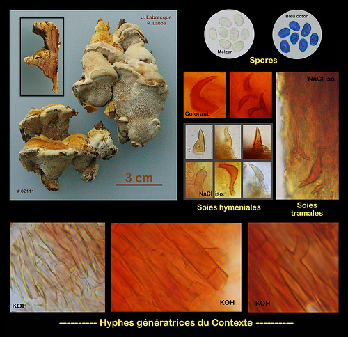 Mensularia radiata  Polypore radié.jpg