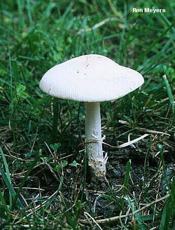 meyers_amanita_populiphila_01.jpg