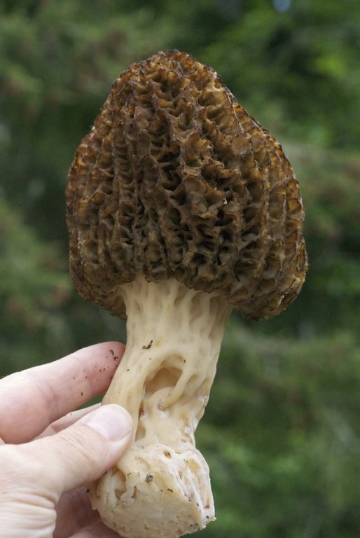 Morchella-elata-angusticeps.jpg