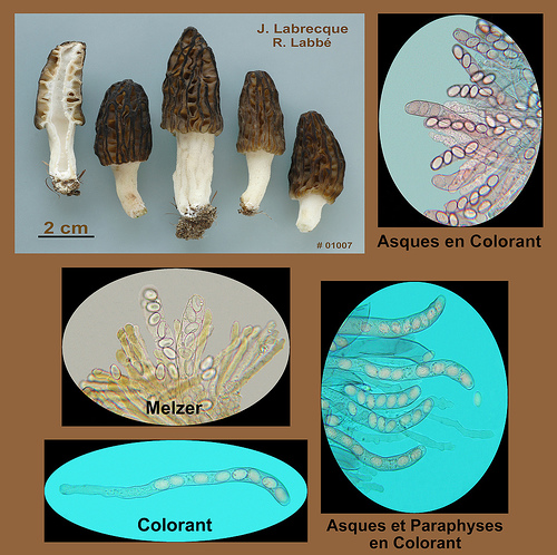 Morchella elata   Morille noire.jpg