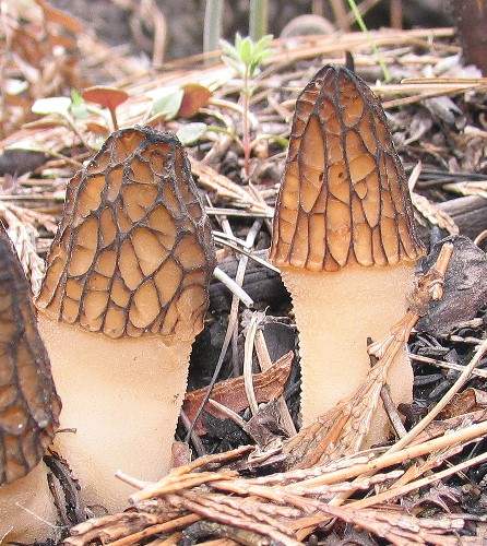 Morchella_elata(hs-02d).jpg