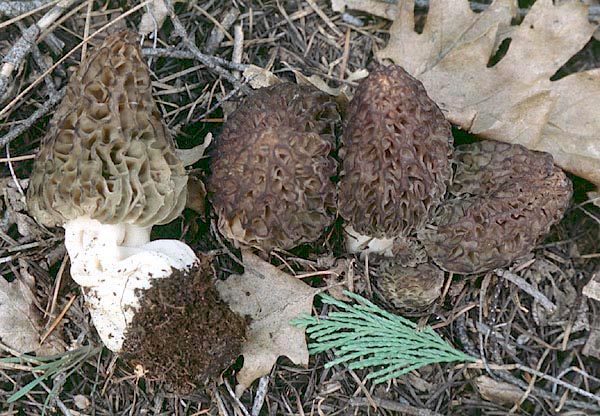 Morchella_elata(mb-01).jpg