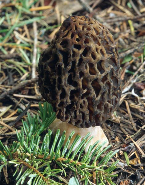 Morchella_elata(mgw-02).jpg