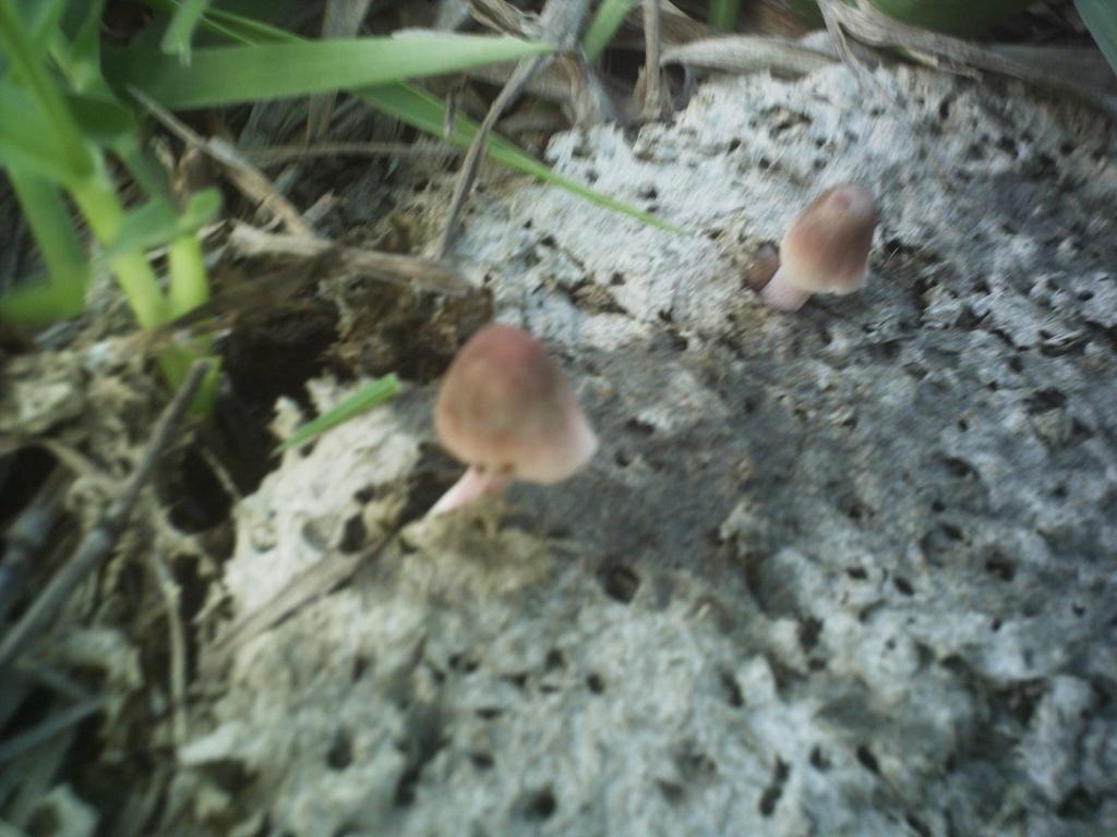 mushroom (13).JPG