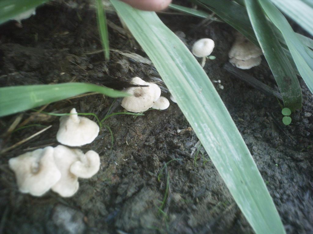 mushroom (14).JPG
