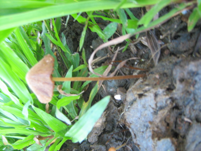 mushroom (20).JPG