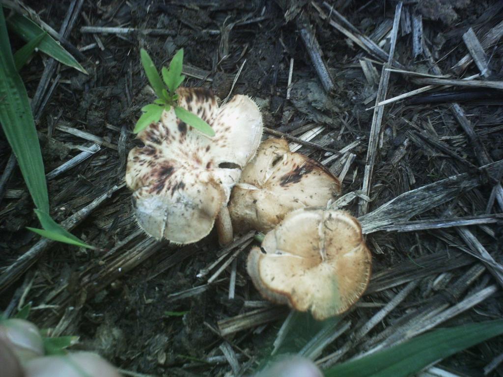 mushroom (23).JPG