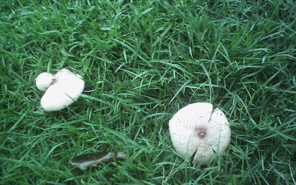 mushroom (30).JPG