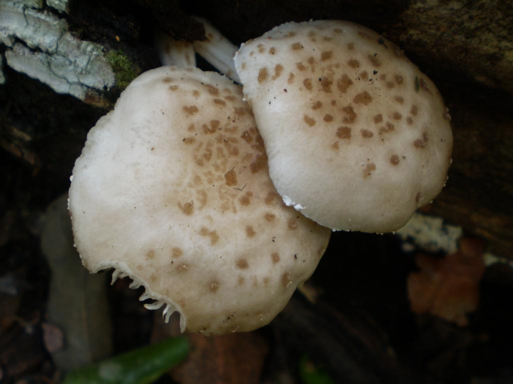mushroom (33).JPG