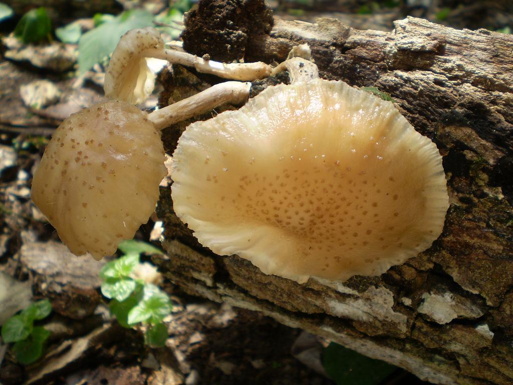 mushroom (37).JPG