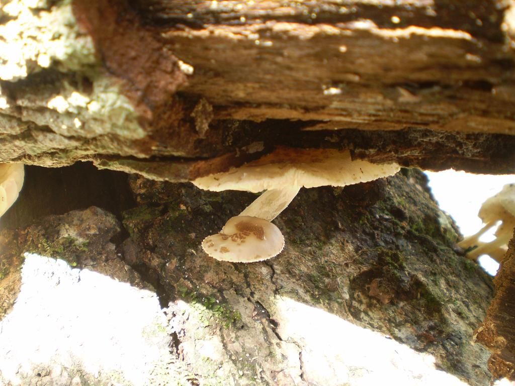 mushroom (38).JPG