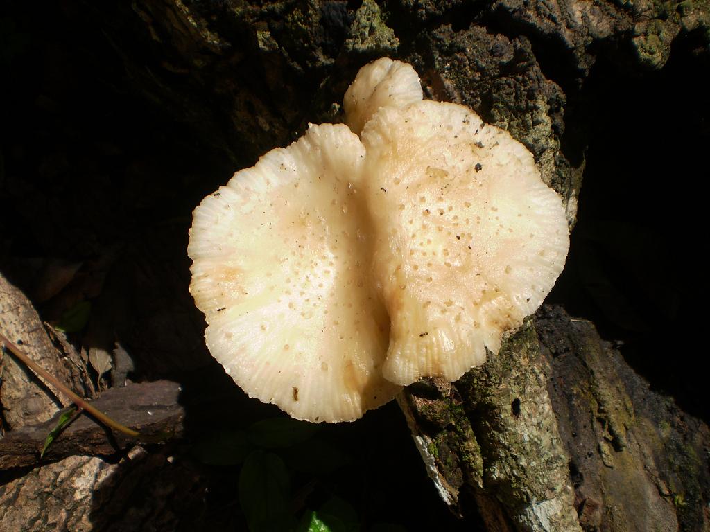 mushroom (40).JPG