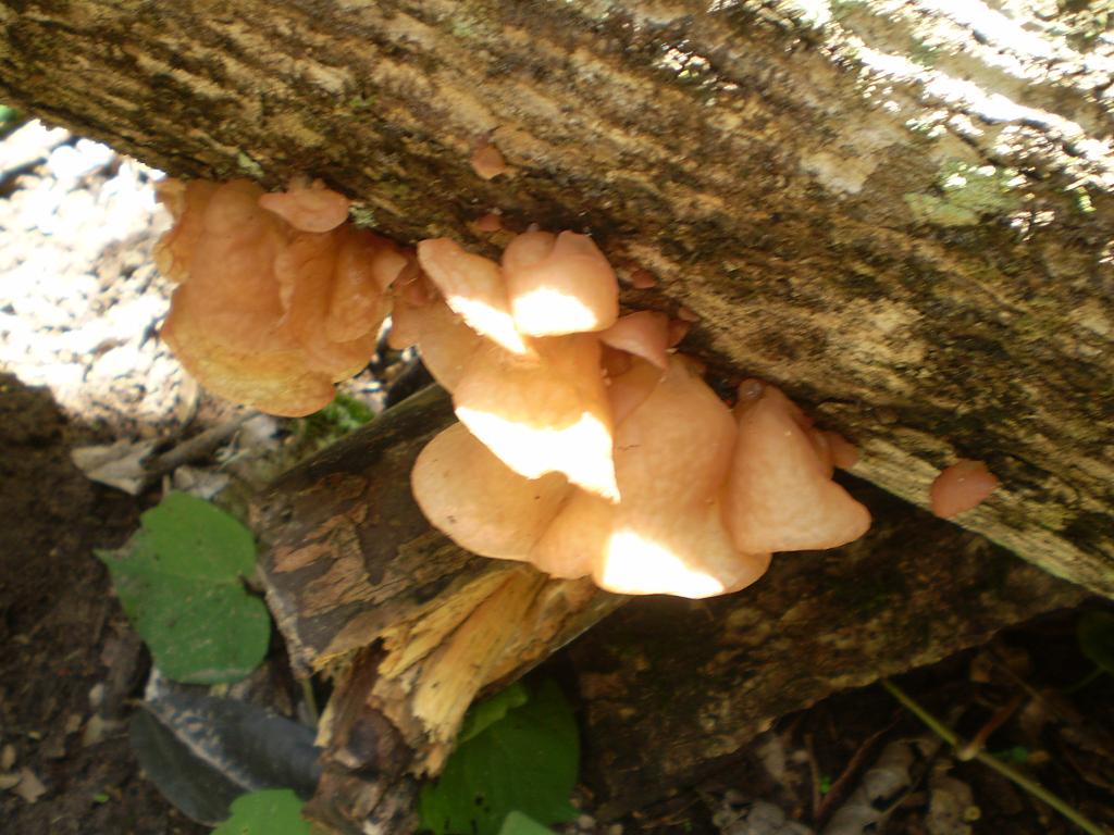 mushroom (53).JPG