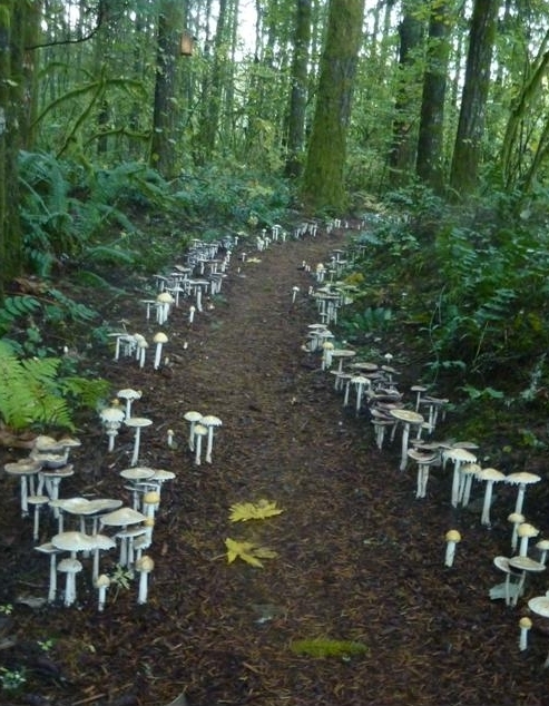 Mushroom Trail cropped.JPG