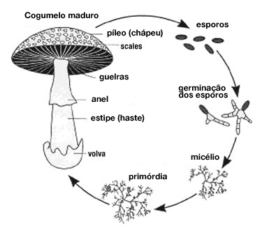 mushroom_life_cycle.jpg