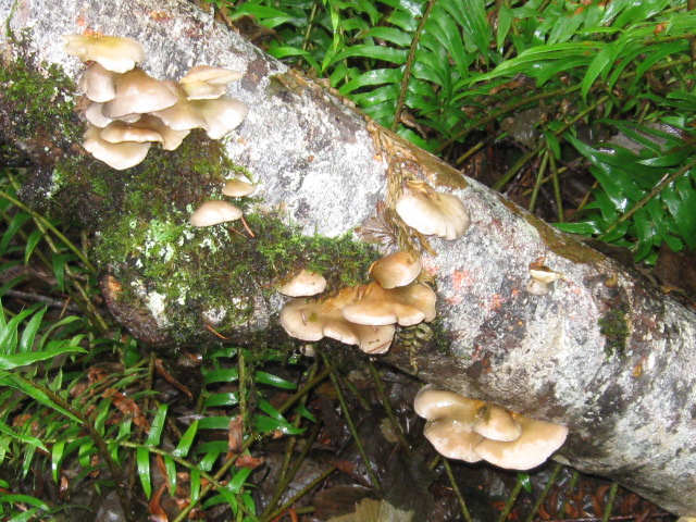 mushrooms 12-8-12 007.jpg