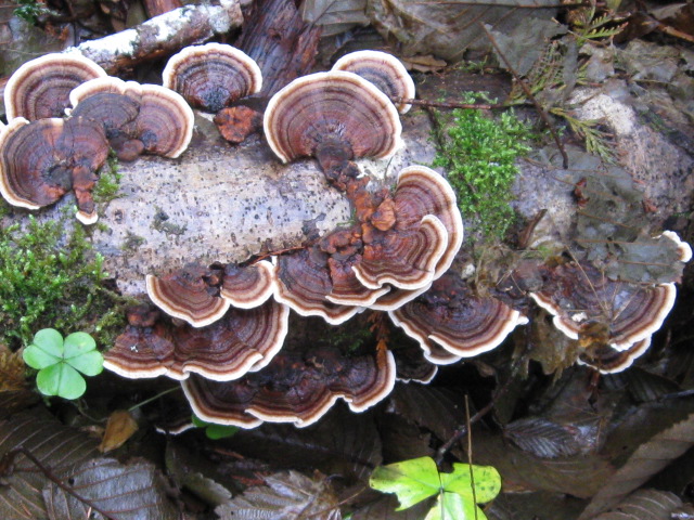 mushrooms 12-8-12 010.jpg