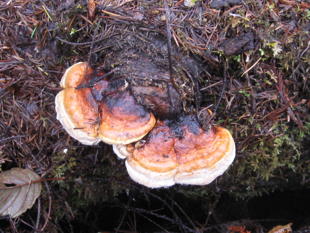 mushrooms 12-8-12 031.jpg