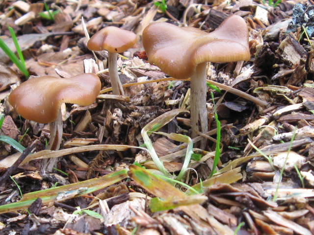 mushrooms 12-8-12 053.jpg