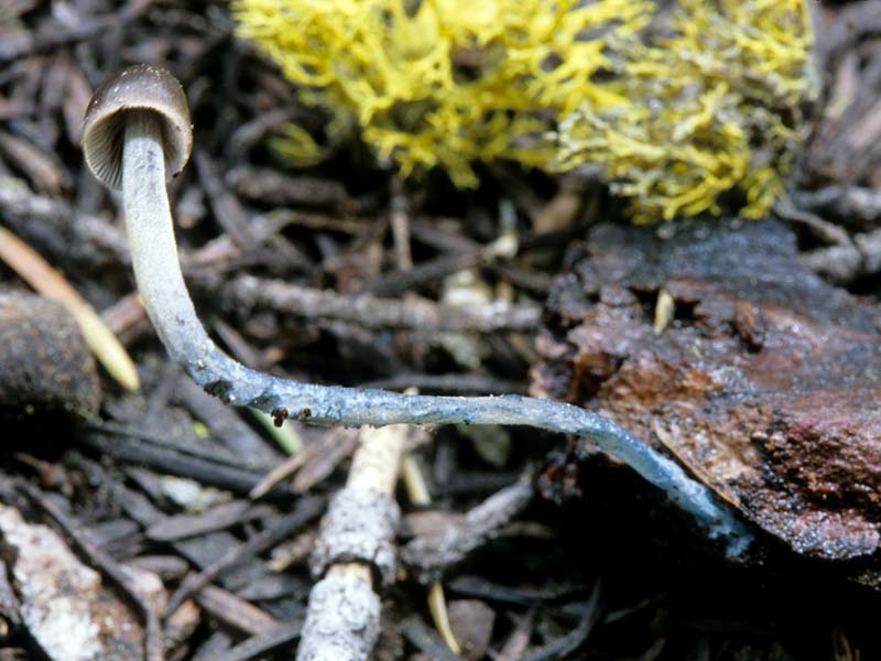 Mycena_amicta(mgw-03).jpg