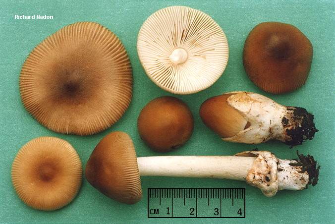 nadon_amanita_fulva.jpg