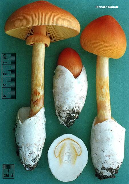 nadon_amanita_jacksonii_01.jpg