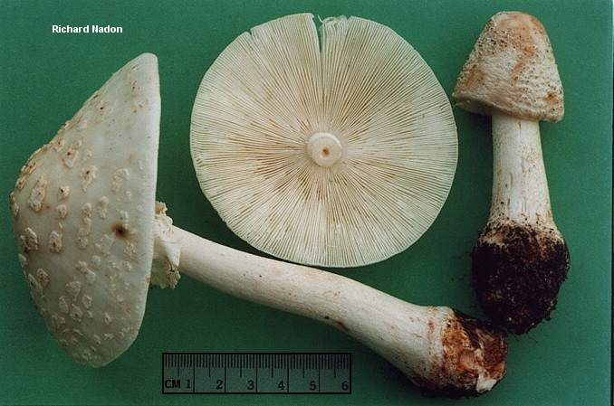 nadon_amanita_rubescens_alba.jpg