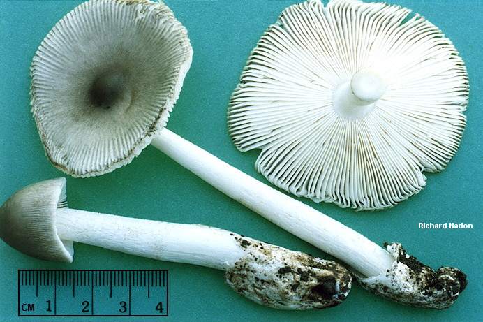 nadon_amanita_vaginata.jpg