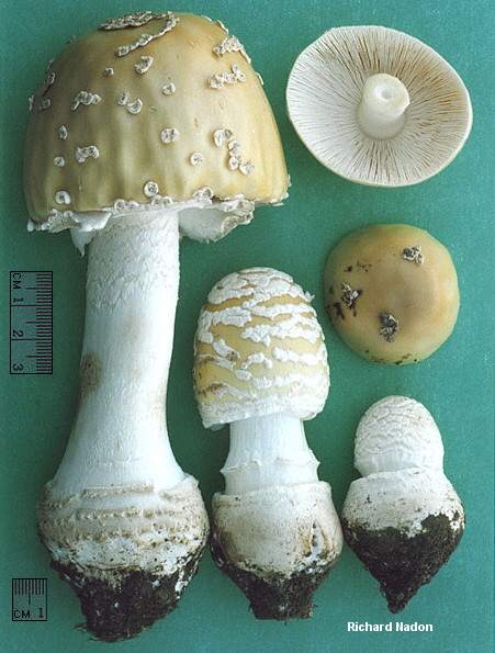 nadon_amanita_velatipes_01.jpg