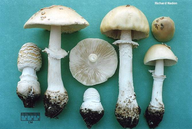 nadon_amanita_velatipes_02.jpg