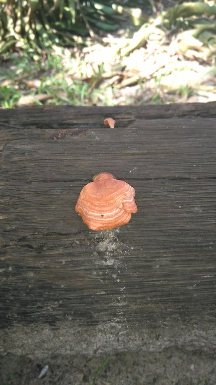 Orelha de Pau em tronco de mangueira...