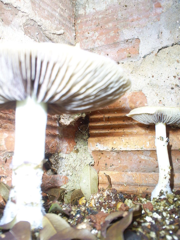 OUTDOOR cogumelos lamela 18-09-06.JPG