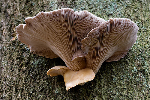 Oyster Fungus (Pleurotus ostreatus).jpg