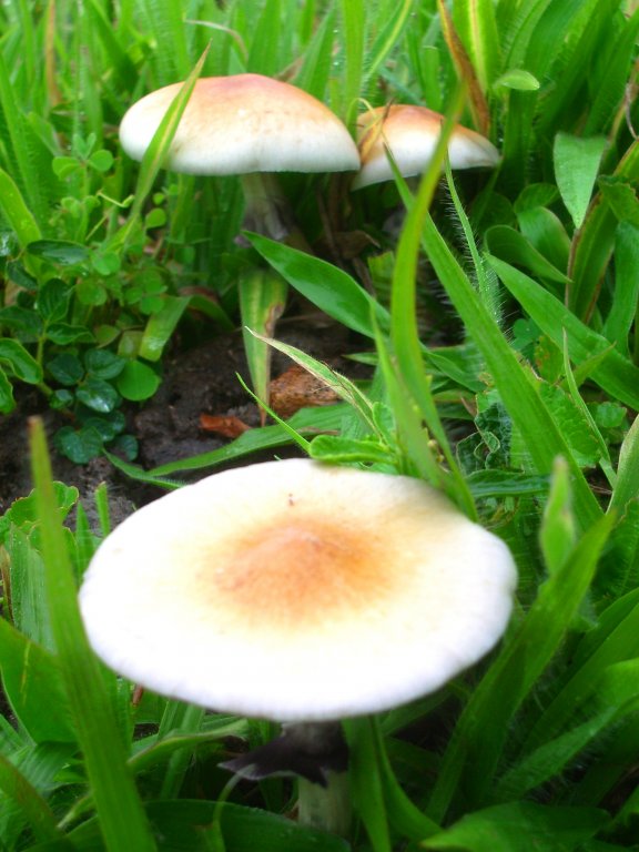 P. cubensis acd.JPG