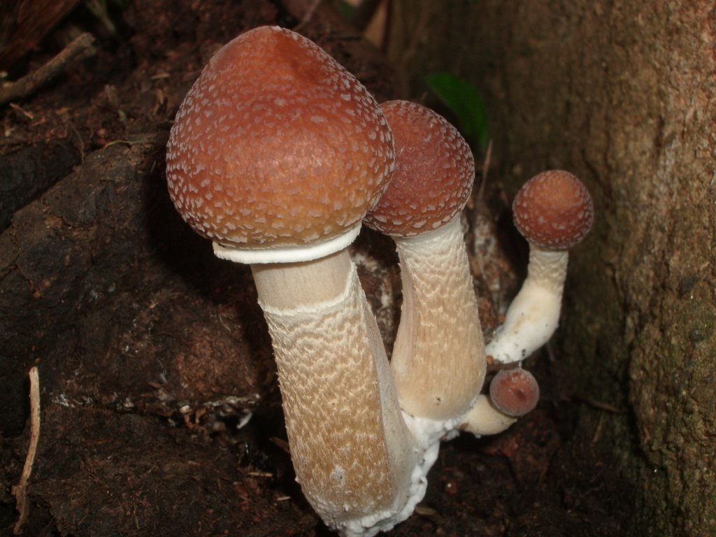 P. cubensis f.JPG