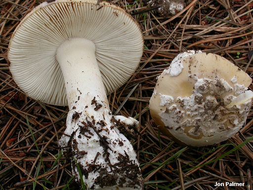 palmer_amanita_breckonii.jpg