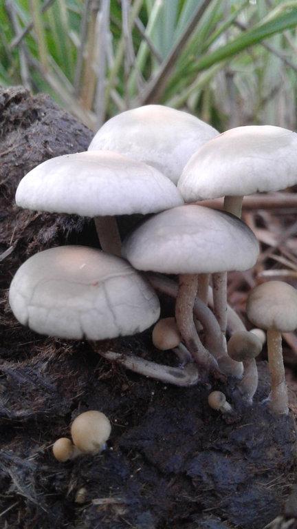 Panaeolus Cyanescens